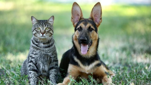 Por qué el aliento de tu mascota puede alertarte sobre una posible enfermedad.