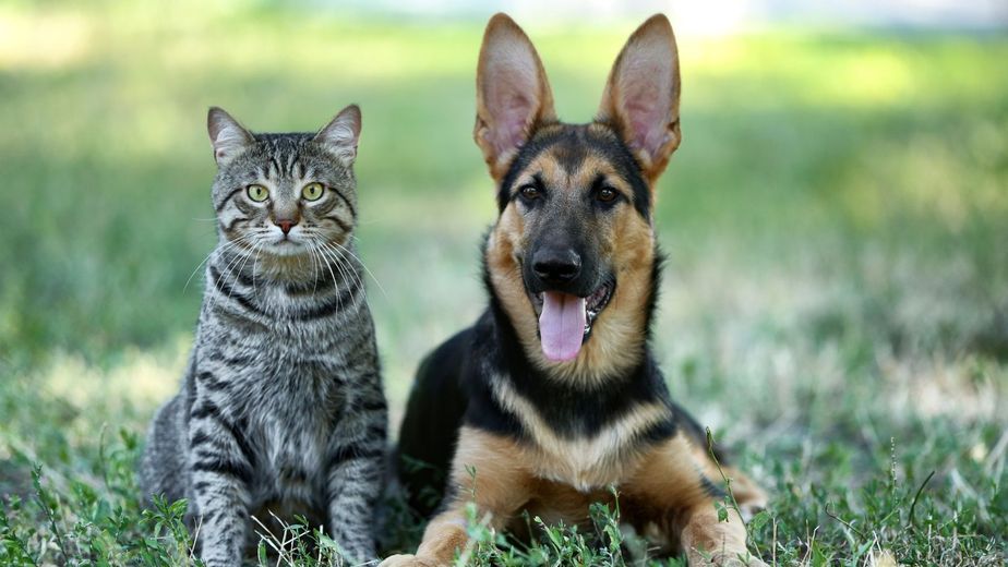 Los veterinarios alertan: el mal aliento de tu perro o gato no es normal, puede ser la primera señal de una enfermedad