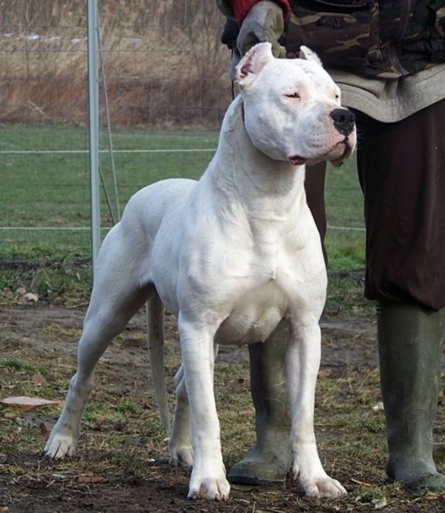 Un perro dogo recibió un disparo al ingresar a una vivienda en Pilar.