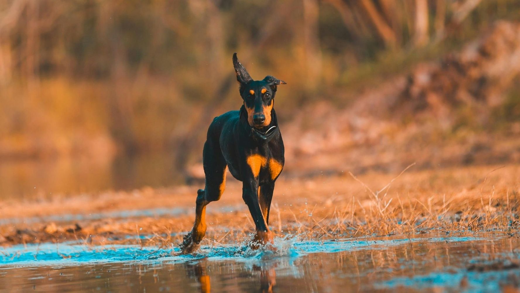 Una de las razas más protectoras de perros.