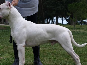 Habló el dueño del dogo argentino matado de un disparo en Córdoba: “Lo ejecutó en la vereda”