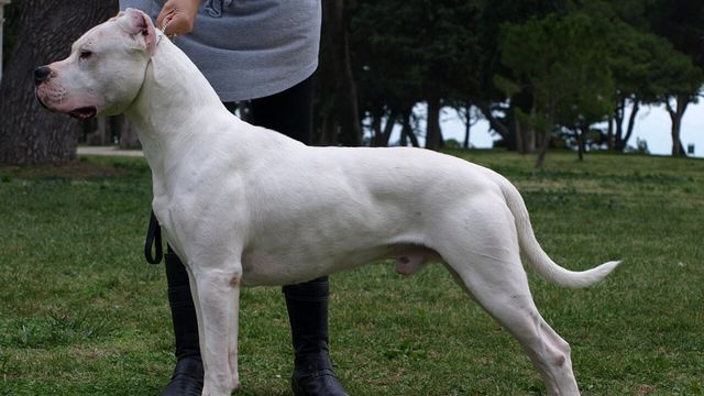 Habló el dueño del dogo argentino asesinado en Córdoba.