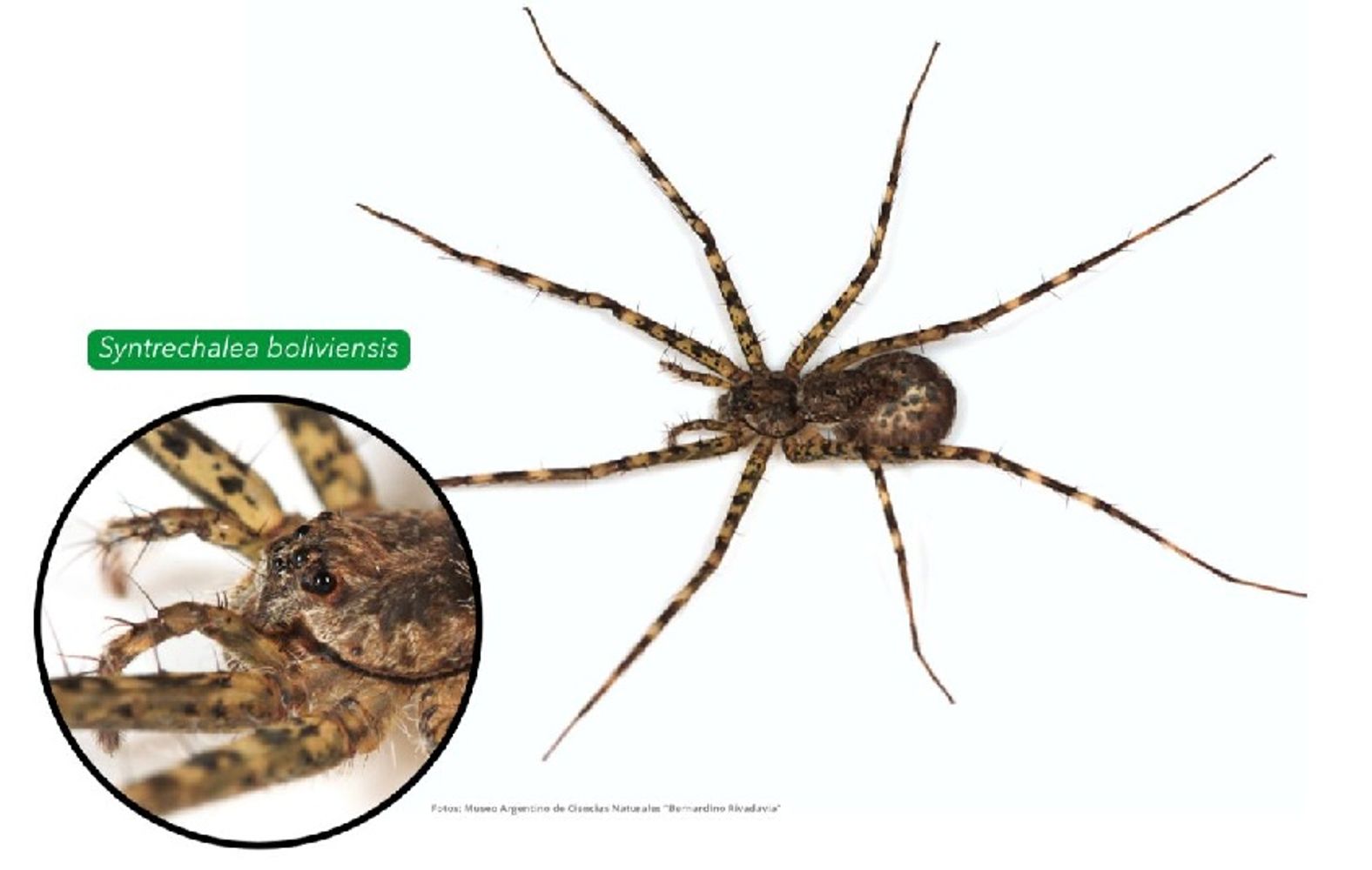 Cuatro especies de arañas sumaron sus primeros registros científicos formales para Argentina desde Misiones.