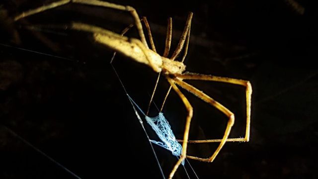 Cuatro especies de arañas sumaron sus primeros registros científicos formales para Argentina desde Misiones.