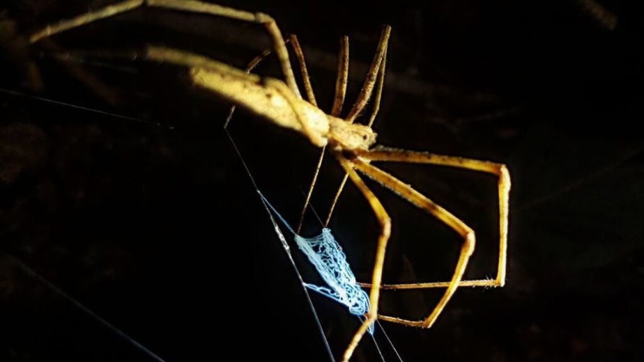 Cuatro especies de arañas sumaron sus primeros registros científicos formales para Argentina desde Misiones