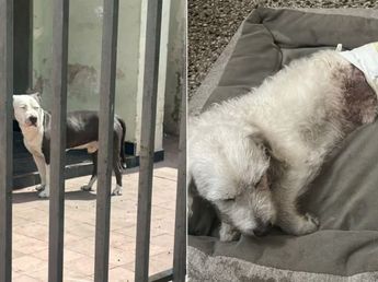 Otro ataque de pitbull en Córdoba: hirió a un perro y mordió a su dueña