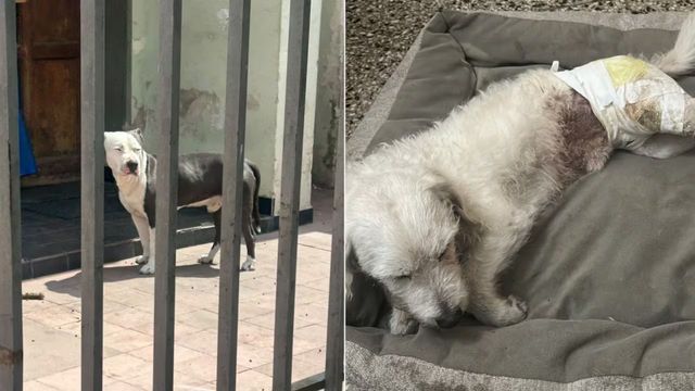 Un pitbull atacó a un perro y su dueña en Córdoba.