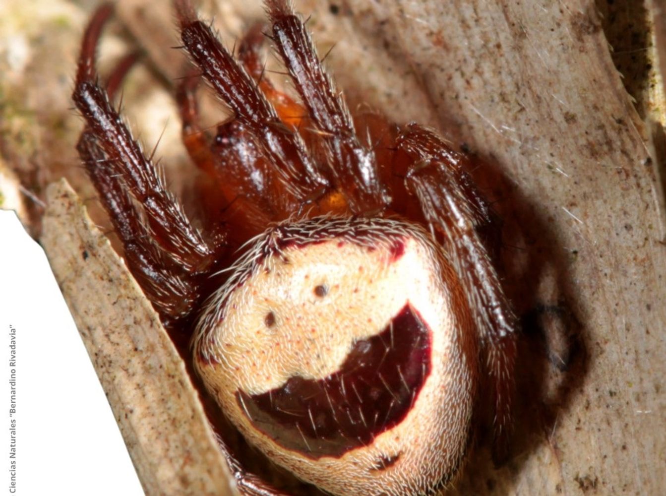 Cuatro especies de arañas sumaron sus primeros registros científicos formales para Argentina desde Misiones.