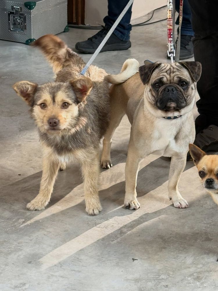 Lucy fue adoptada por Jimena Barón durante el rodaje de una nueva serie de Netflix.