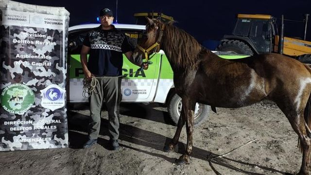 Tras las averiguaciones en la zona, el animal fue secuestrado y devuelto a su propietario.