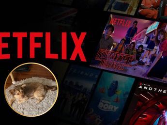 Quién es Lucy, la perrita que pasó de estar en adopción a convertirse en una estrella de Netflix