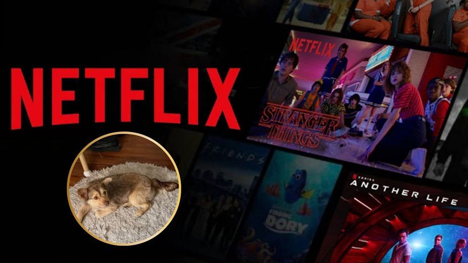 Quién es Lucy, la perrita que pasó de estar en adopción a convertirse en una estrella de Netflix