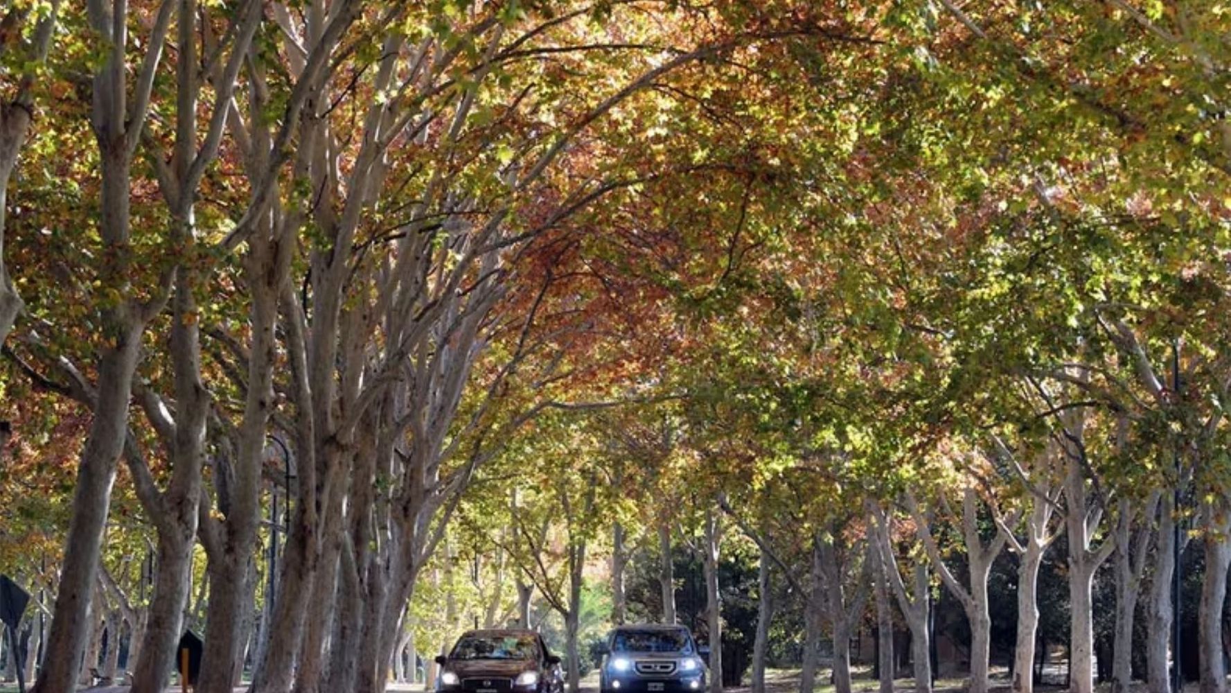 Crearon un mapa saber dónde hay árboles de plátano en la Ciudad de Buenos Aires.