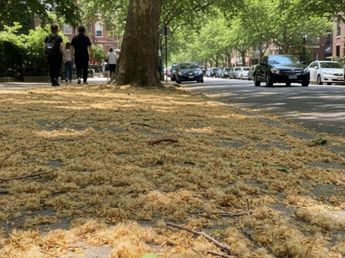 Atención alérgicos: crearon un mapa para saber dónde hay plátanos en la Ciudad de Buenos Aires