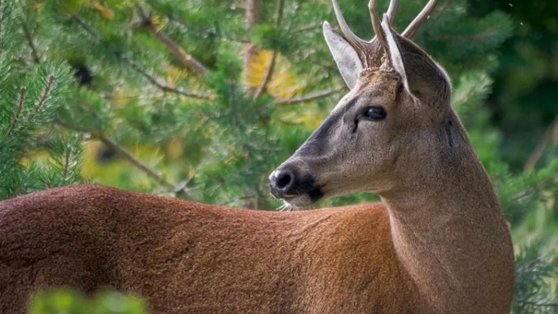 Buscan salvar al huemul.