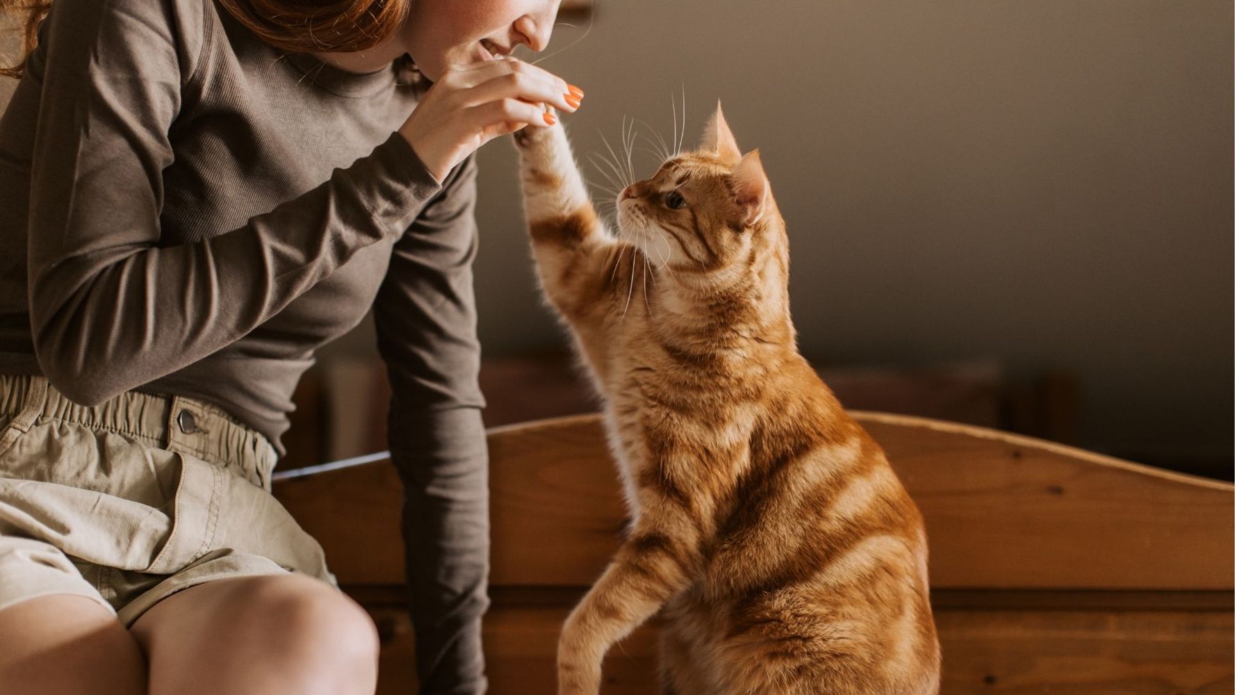 Los gestos que los gatos valoran de sus dueños.