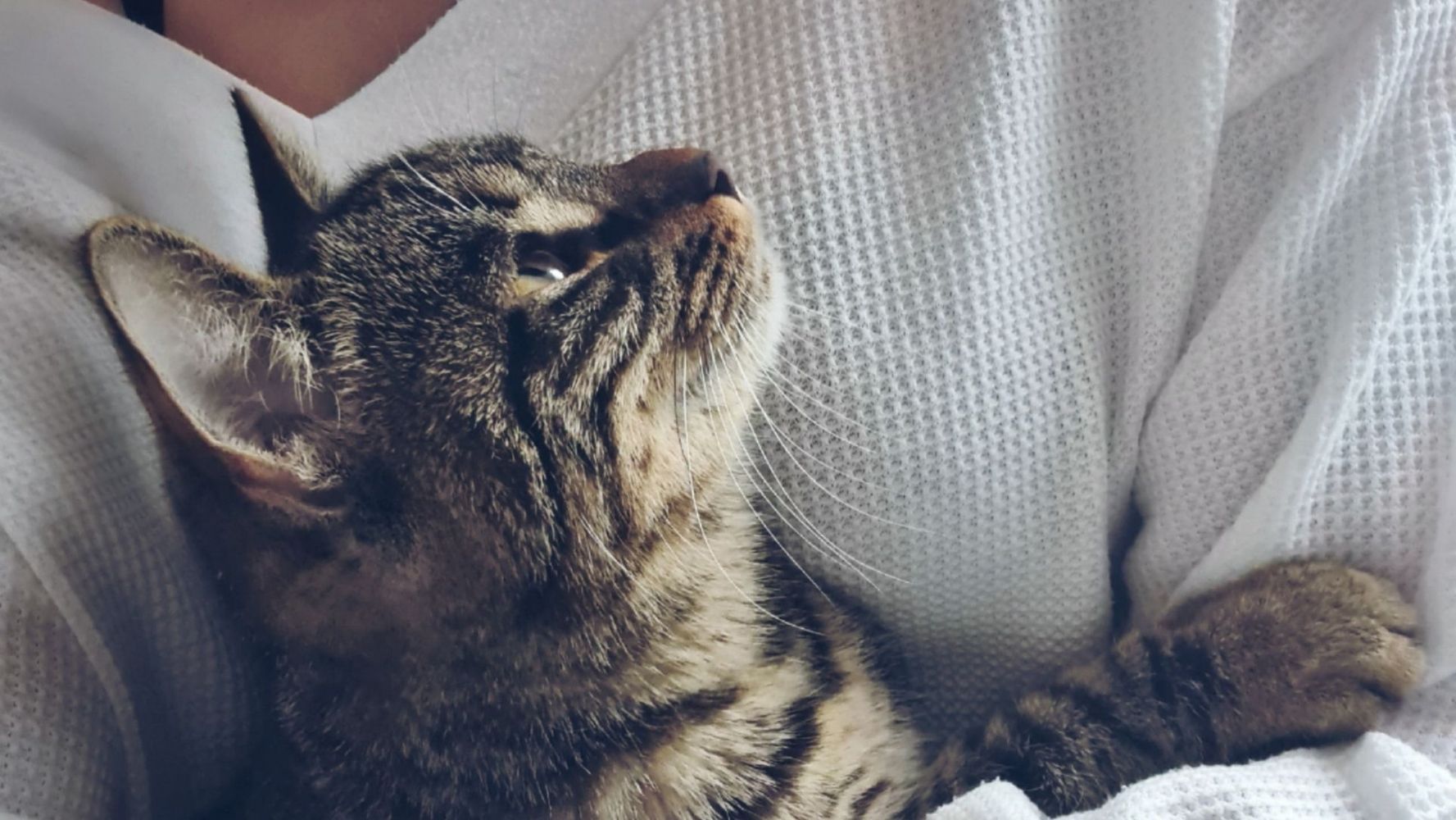 Gatos.