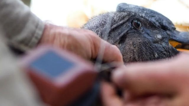 La Reserva Tatú Carreta prepara la liberación de un cóndor con tecnología satelital.