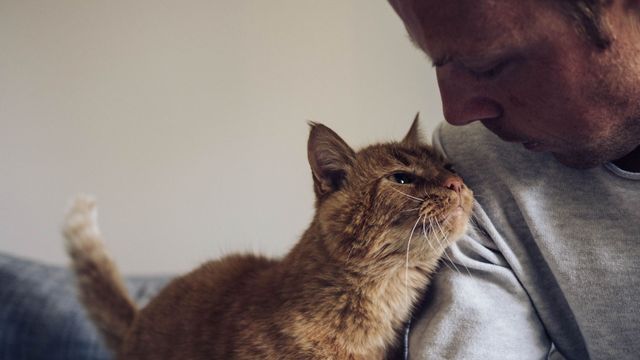 Cómo saber si sos la persona favorita de tu gato.