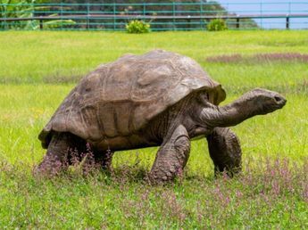Descubrieron por qué Jonathan, la tortuga más grande del mundo, sigue viva con 194 años
