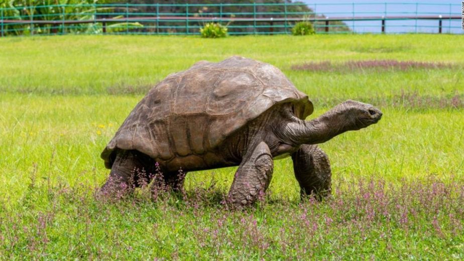 Descubrieron por qué Jonathan, la tortuga más grande del mundo, sigue viva con 194 años