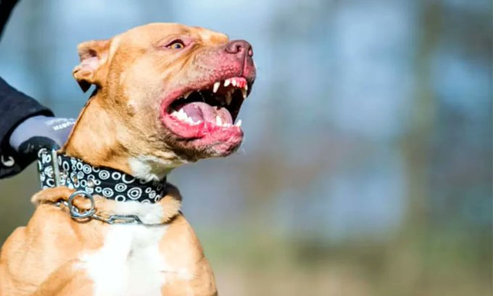 Perro de raza pitbull.