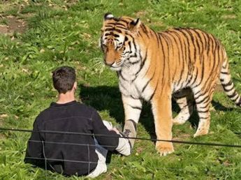 Revelaron qué pasará con el tigre que mató a un joven en un zoológico de Inglaterra