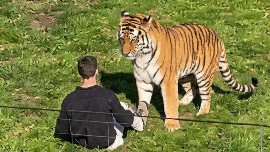 Revelaron qué pasará con el tigre que mató a un joven en un zoológico de Inglaterra