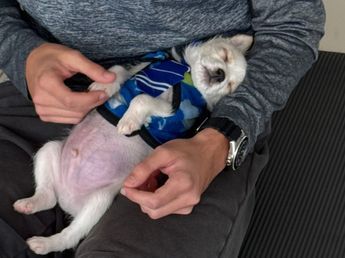 Hacer yoga rodeado de cachorros que buscan familia: la propuesta que llega a Córdoba