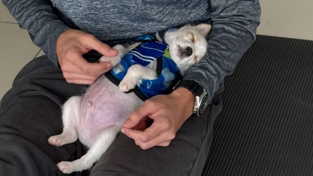 Un festival ofrecerá yoga con cachorros en adopción en Córdoba. 