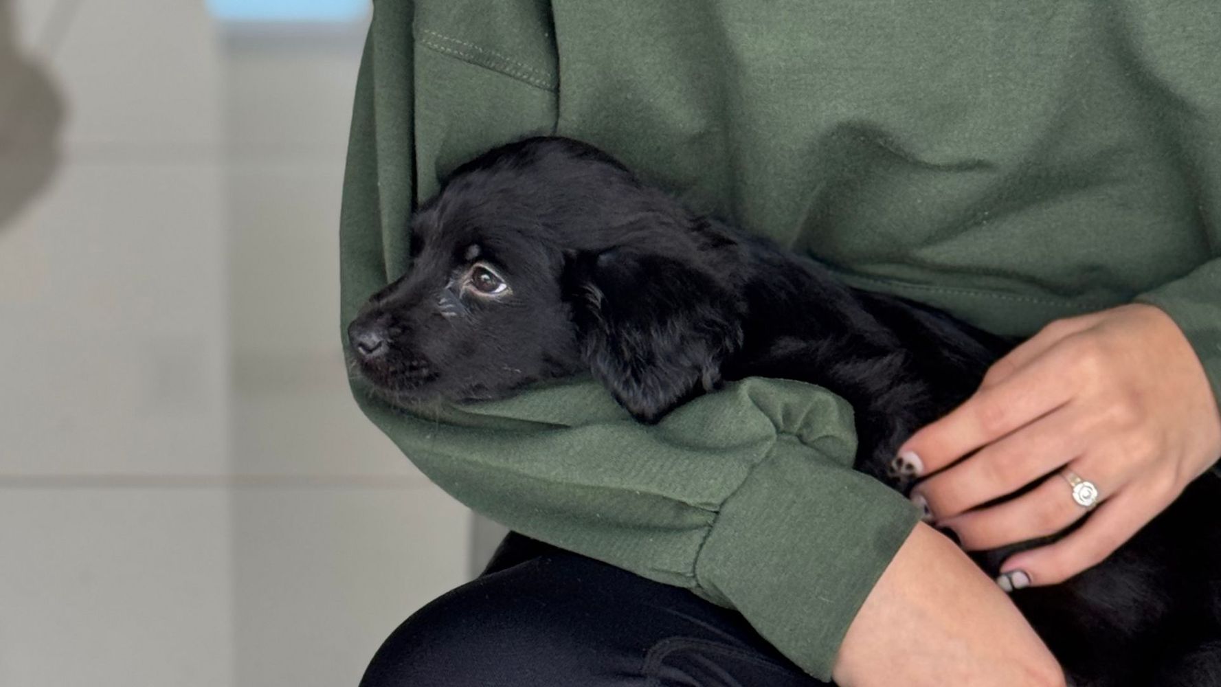 Un festival ofrecerá yoga con cachorros en adopción en Córdoba.