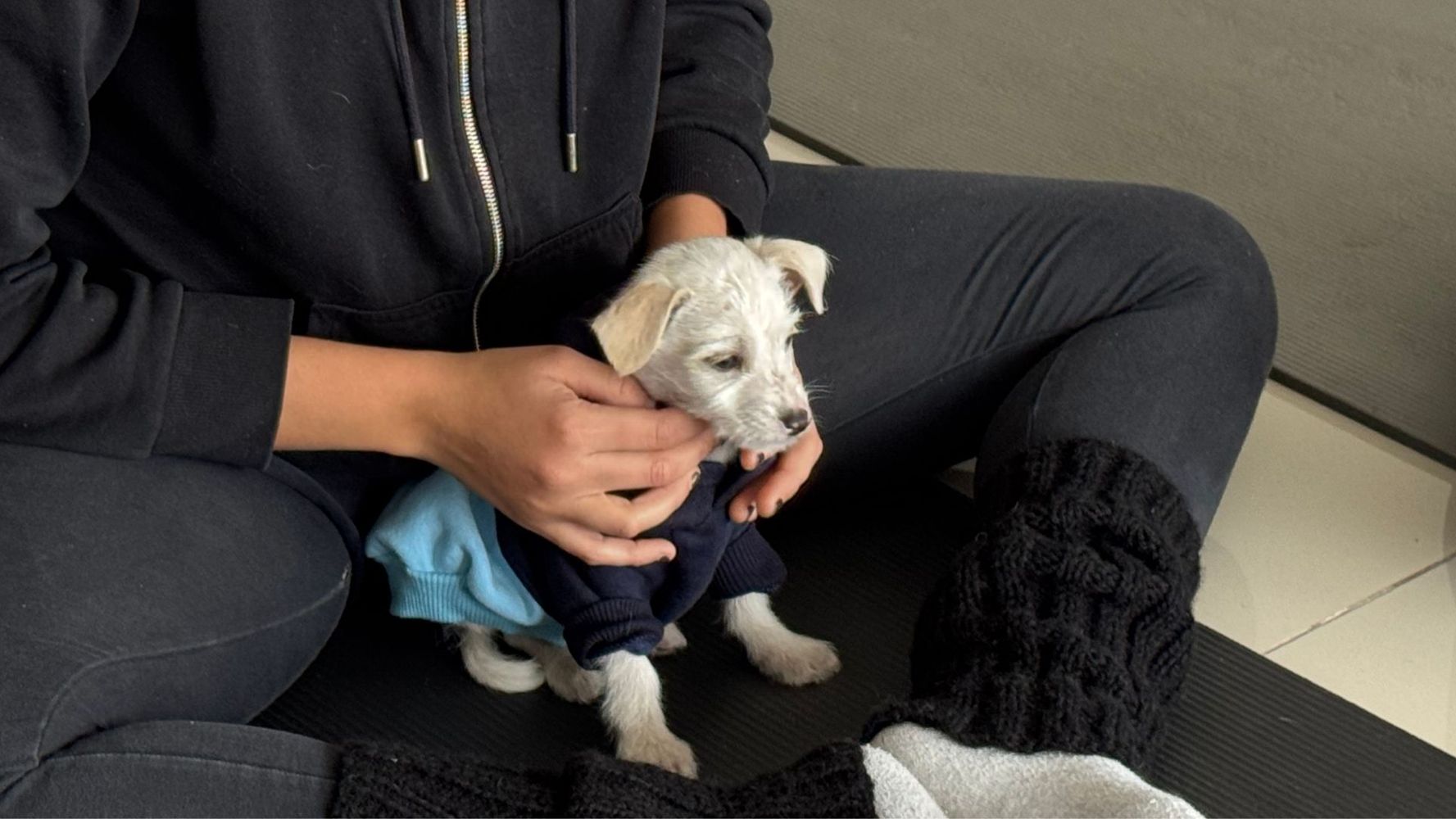 Un festival ofrecerá yoga con cachorros en adopción en Córdoba.