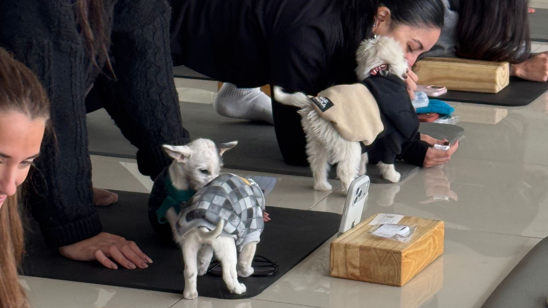 Un festival ofrecerá yoga con cachorros en adopción en Córdoba.