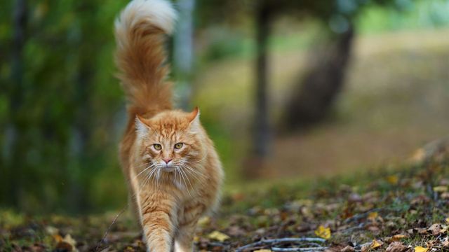 Qué significa que tu gato se te acerque con la cola levantada.