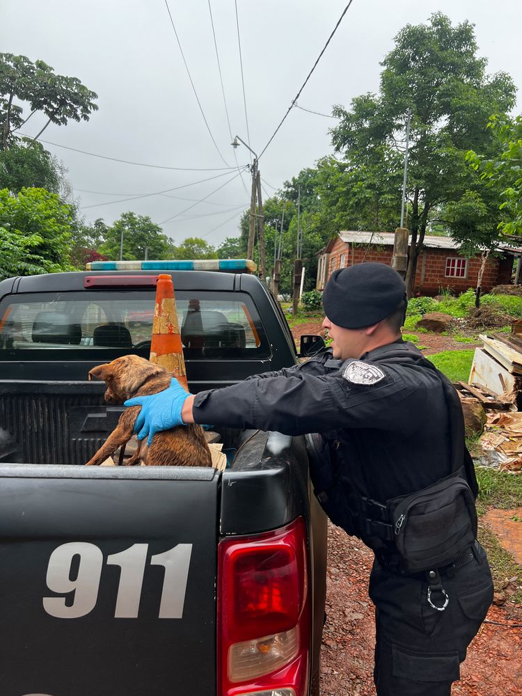 Oberá: rescataron a diez perros en tres intervenciones por abandono y presunto maltrato.