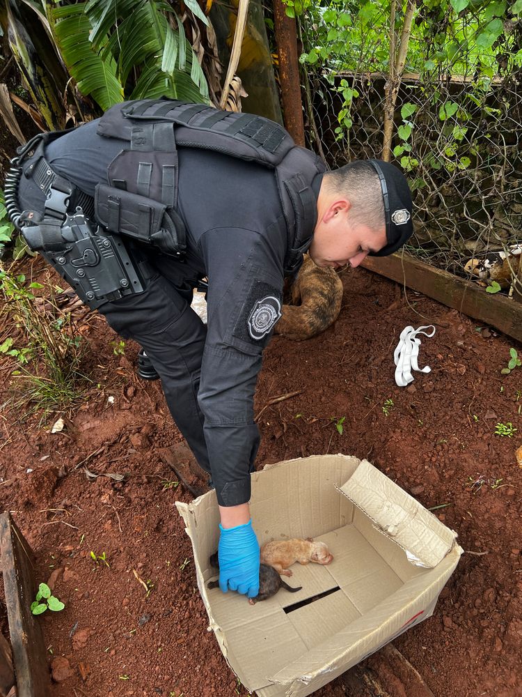 Oberá: rescataron a diez perros en tres intervenciones por abandono y presunto maltrato.