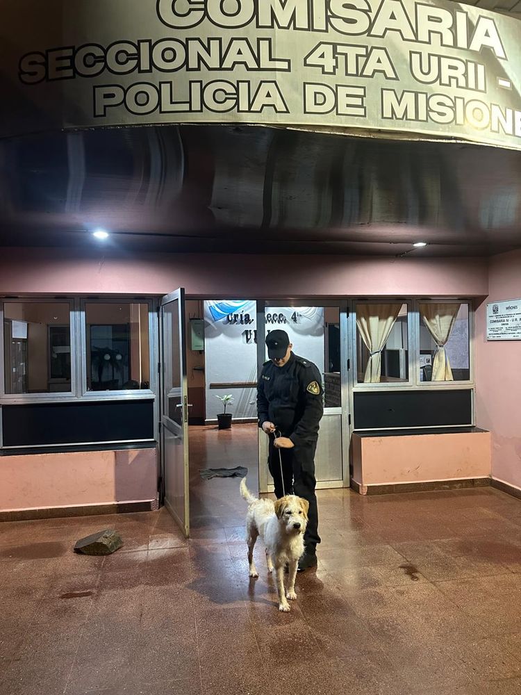Oberá: rescataron a diez perros en tres intervenciones por abandono y presunto maltrato.
