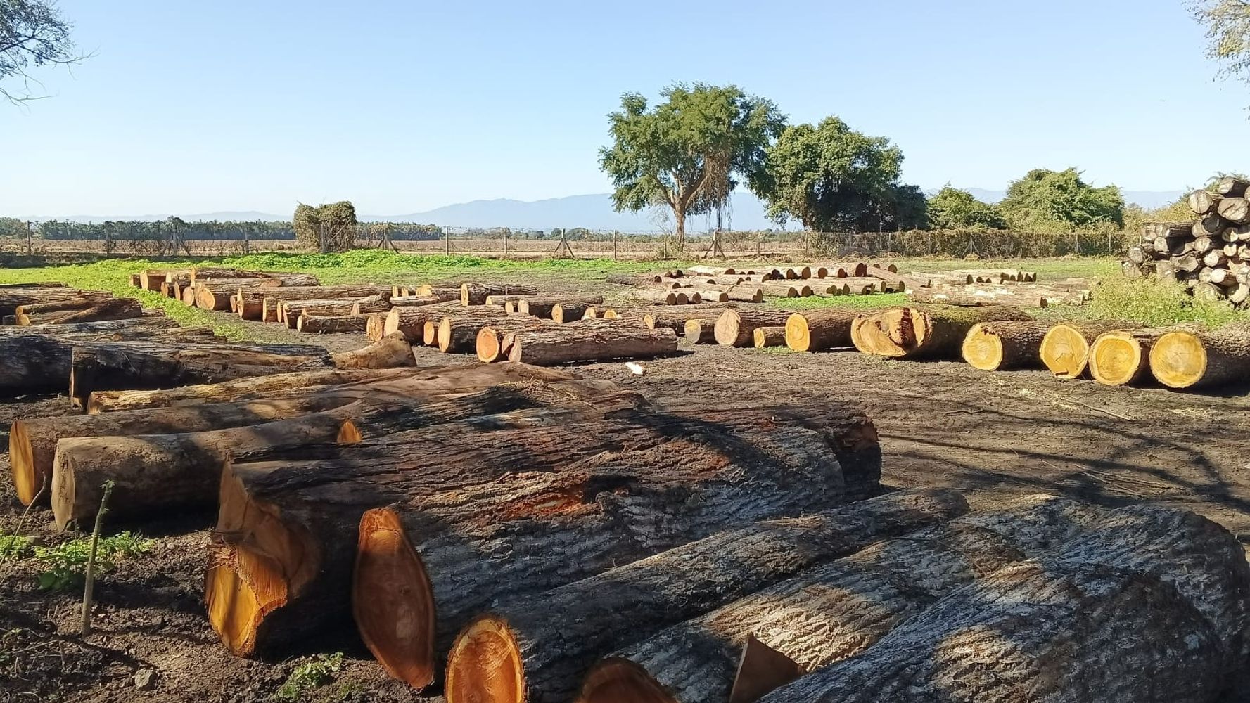 La circulación de madera de origen ilegal afecta la competitividad de quienes trabajan dentro de los marcos normativos vigentes.