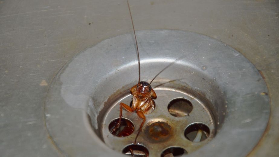 Cucarachas en la casa: cómo mezclar bicarbonato de sodio y azúcar para eliminarlas