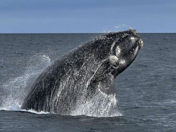 Especialistas revelaron qué es lo que podría estar causando la muerte de las ballenas en Puerto Madryn