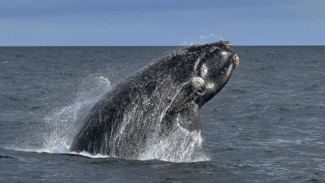 Preocupación en el sur argentino por la muerte de las ballenas francas australes.