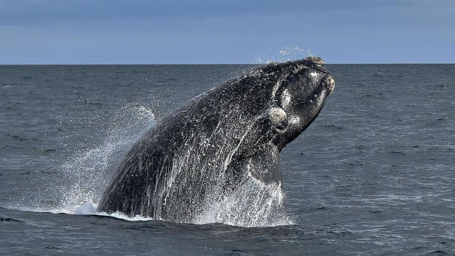 Especialistas revelaron qué es lo que podría estar causando la muerte de las ballenas en Puerto Madryn