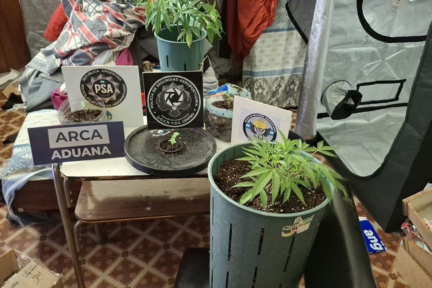 Plantas de marihuana y otros elementos secuestrados en los allanamientos.