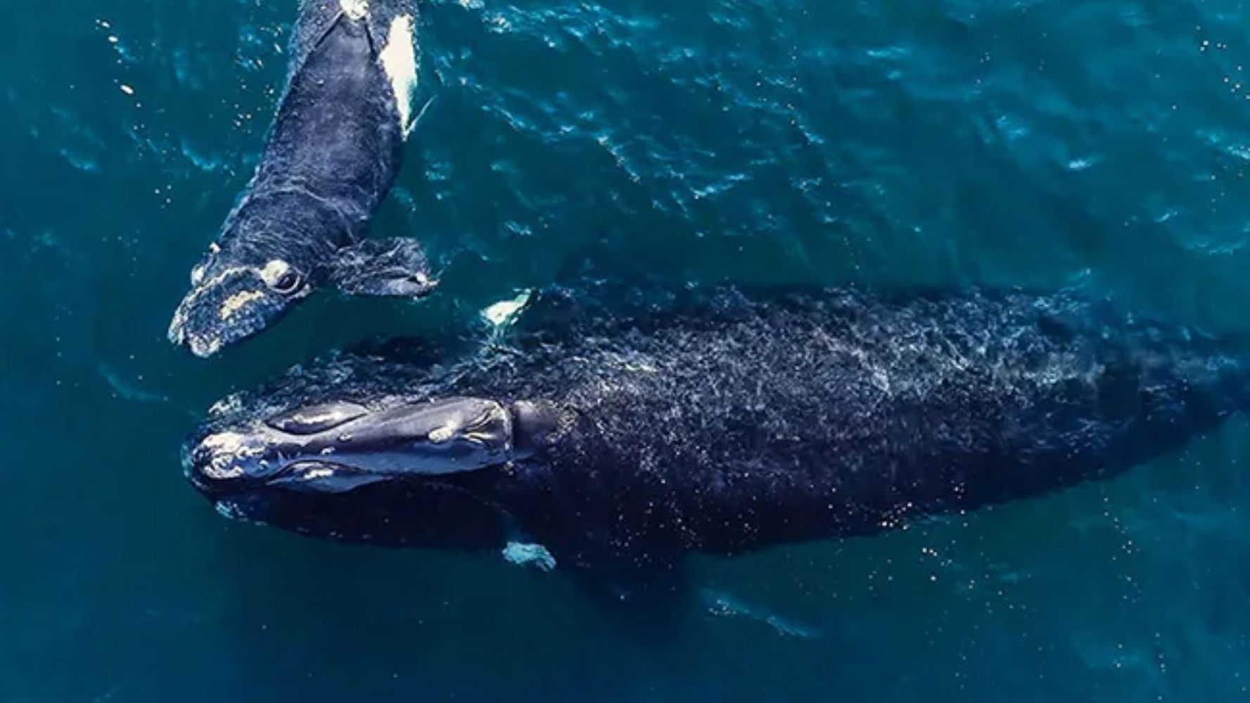 Preocupación en el sur argentino por la muerte de las ballenas francas australes.
