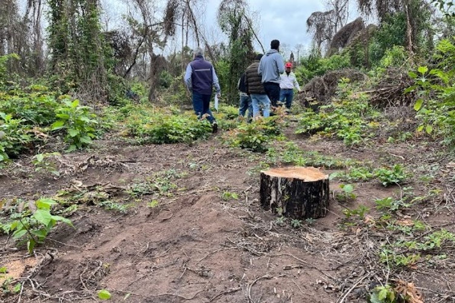 Voces autorizadas en la materia alertan sobre hechos reiterados de tala y extracción ilegal de madera en bosques nativos de las Yungas jujeñas.