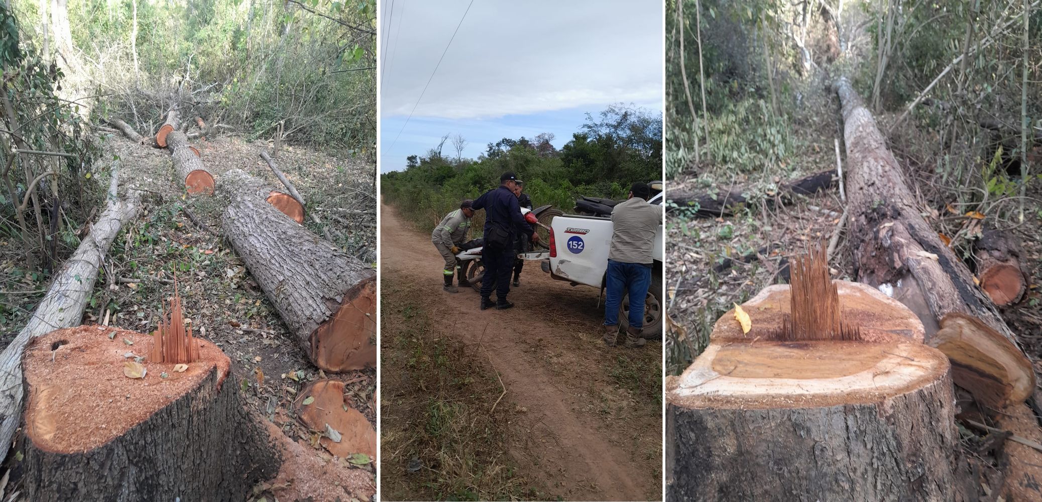 Picadas abiertas y reutilizadas dentro de áreas de bosque nativo, y hallazgos de elementos vinculados a actividades ilegales, reflejan la magnitud del delito de extracción de especies forestales de alto valor en Caimancito y Yuto.