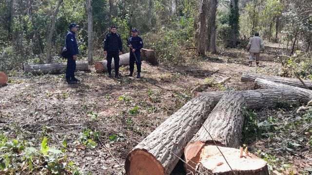 Efectivos policiales intervinieron en acciones para desarticular el delito de tala y extracción ilegal de madera en las Yungas de Jujuy.