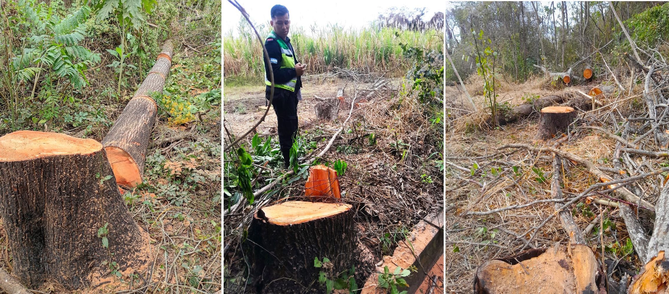 En los últimos años ha aumentado el registro de hechos de tala, extracción y transporte ilegal de madera nativa en áreas de bosques nativos de Caimancito y Yuto.