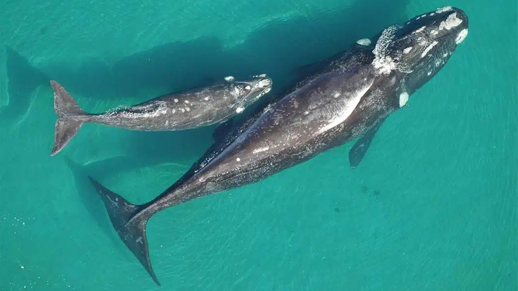 Preocupación en el sur argentino por la muerte de las ballenas francas australes.