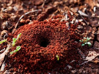 Usar bicarbonato de sodio para eliminar los hormigueros del jardin: cómo hacerlo y por qué lo recomiendan